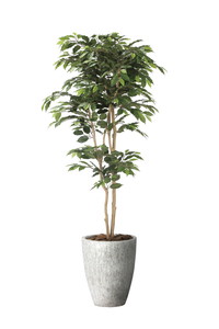 【送料別途】ナチュラルベンジャミン1.8