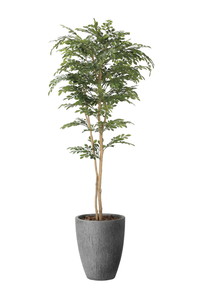 【送料別途】ナチュラルトネリコ1.8