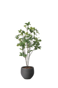 【送料別途】ナチュラルサラサドウダン1.0