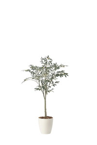 【送料別途】オリーブツリー1.35