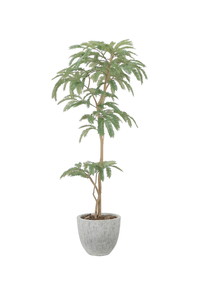 【送料別途】ナチュラルねむの木1.6