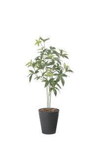 【送料別途】フレッシュパキラ95