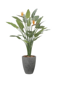 【送料別途】ナチュラルストレチア花付1.7