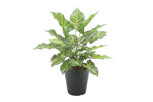 �y�����ʓr�z�گ���ݺ�ƭ��