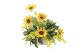 【送料別途】ヒマワリ