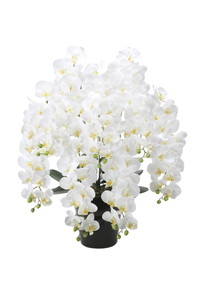�y�����ʓr�z�گ���ݸތӒ���7�{��W