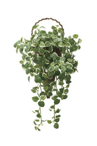 �y�����ʓr�z�Ǌ|������