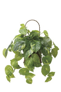 【送料別途】壁掛けフレッシュポトス