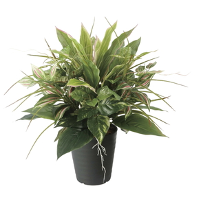 �y�ʓr�����zЯ�����ި�