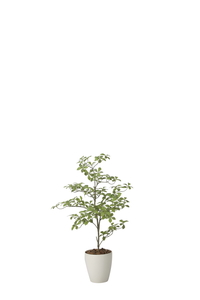 【別途送料】アーモンドS1.0