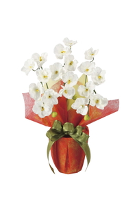 �y�ʓr�����z�ƌӒ���W