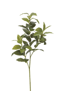 【別途送料】シキミ(香花)1本