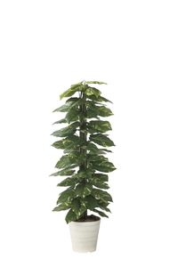 �y�ʓr�����z�ެ������Ľ1.5