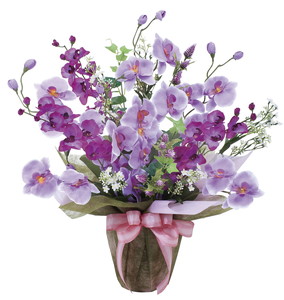 【別途送料】ツインコチョウラン