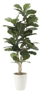 【別途送料】カシワバゴム1.35