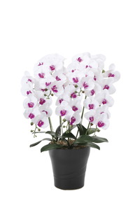 【別途送料】フレッシュ胡蝶蘭 5本立W/L